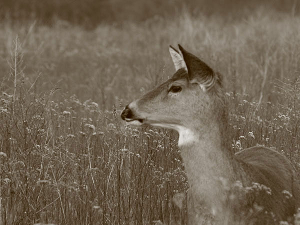 Photograph of a deer in the grass.
